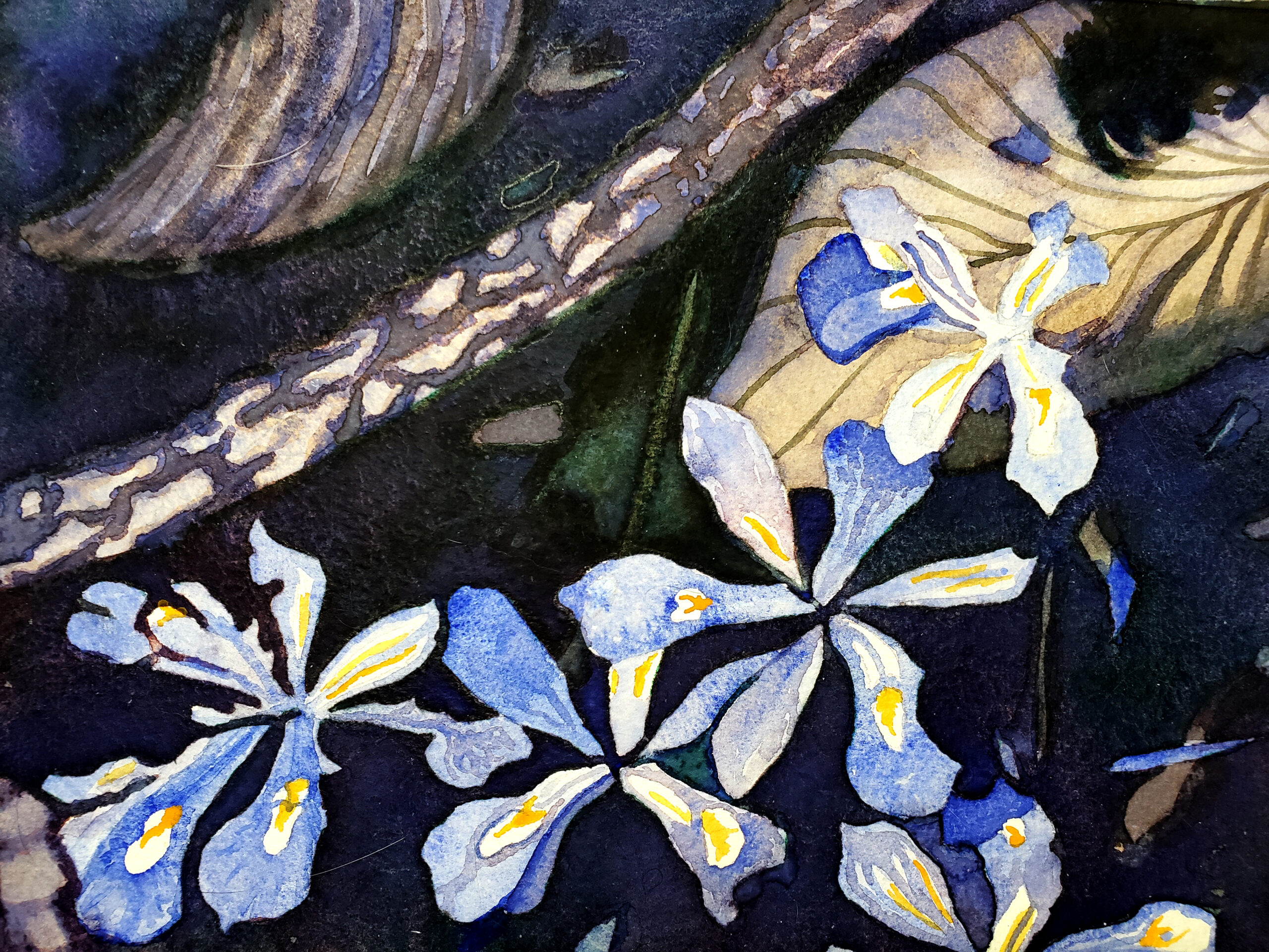 “Dwarf Irises” – Watercolor Painting Class – June 18th & 20th, 2024, 6:00pm to 8:00pm